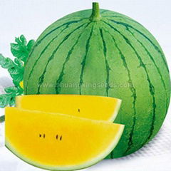 European and american markets hybrid F1 watermelon seeds