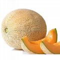 Extremely Early mature hybrid round melon seeds 1