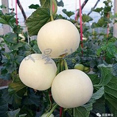 Sweet Star No.21 resist diseases hybrid musk melon seeds
