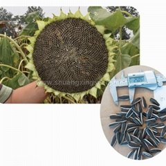 Chinese hybrid sunflower seeds for sale