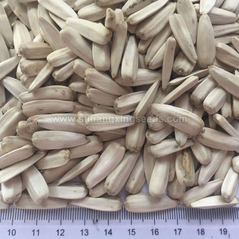 White sunflower seeds for edible