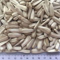 White sunflower seeds for edible 1