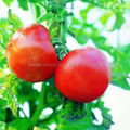 Hybrid big pink red fruit tomato seed 1