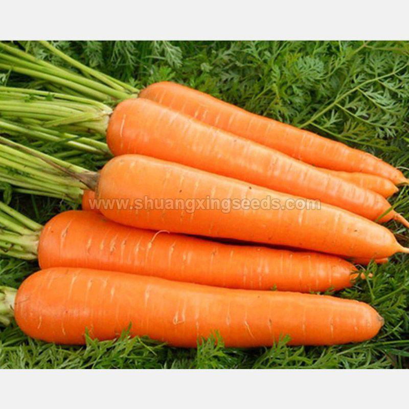 Red carrot Chinese wholesale growing vegetable carrot seeds