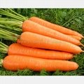 Red carrot Chinese wholesale growing