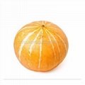 Chinese orange skin and flesh pumpkin