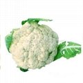Asian vegetable seeds cauliflower hybrid