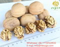 Lion's head walnut kernels