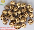 Lion's head walnut kernels 3