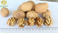 Lion's head walnut kernels 4