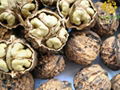 Yunnan Walnut Inshell 1