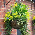 Hanging Basket 1