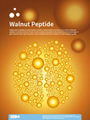 High Quality walnut peptide made of