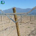 Table Grape Trellis Systems Open Gable Trellis 1