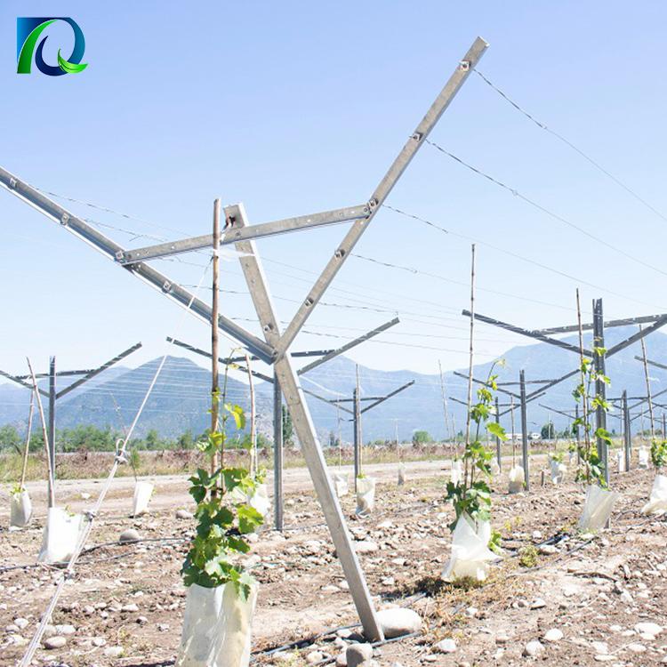 Table Grape Trellis Systems Open Gable Trellis 3