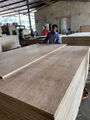 Packing plywood AB grade Packing plywood from 2mm   1