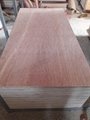 Plywood for Packing 2.5mmmm AB Grade from from Vietnam to Malaysia  5