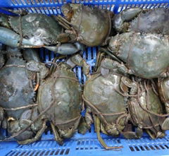 Live Mud Crabs