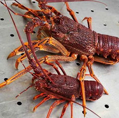 Live Rock lobsters