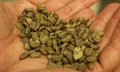 Coffee Beans 1