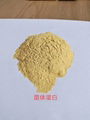 MSG scum protein powder is rich in amino acid light yellow powder feed additives 1