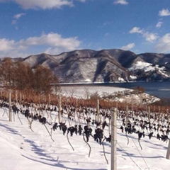 Ginseng ice wine medicine herbal Co., Ltd Ginseng ice wine medicine herbal Co., Ltd