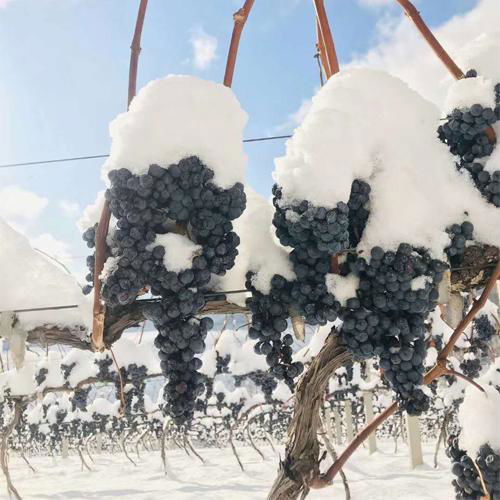 northeast red Ice wine 