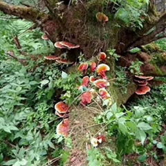 Ganoderma Lucidum Karst Changbai Mountain