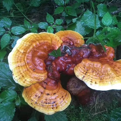 Ganoderma Lucidum Karst Changbai Mountain 3