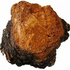 Chaga Pilz: König der Vitalpilze