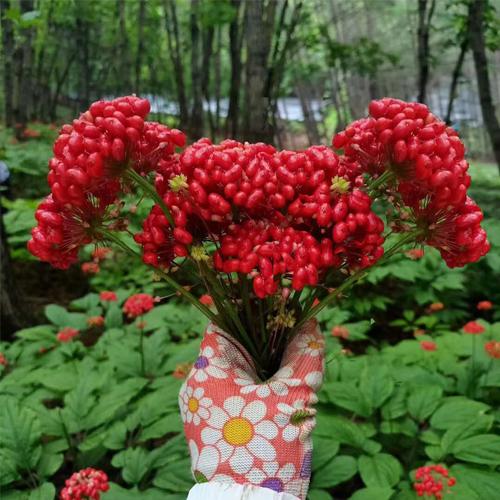 linxiashen Changbai Mountain ginseng 5