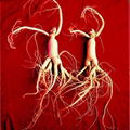 Ginseng seed 5