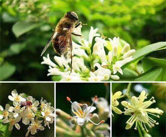 白蜂蜜 椴树蜂蜜 长白山椴树蜜 5