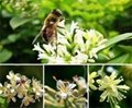 白蜂蜜 椴樹蜂蜜 長白山椴樹蜜 5