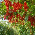 Schisandra chinensis Turcz Baill seeds