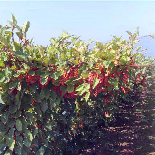 Schisandra chinensis Turcz Baill seeds 2