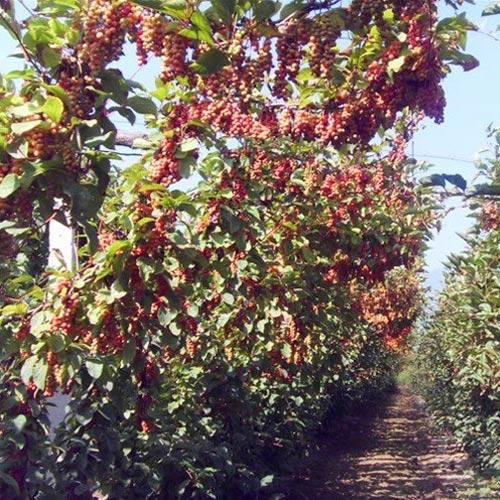 Schisandra chinensis Turcz Baill seeds 3