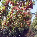 Schisandra chinensis Turcz Baill seeds