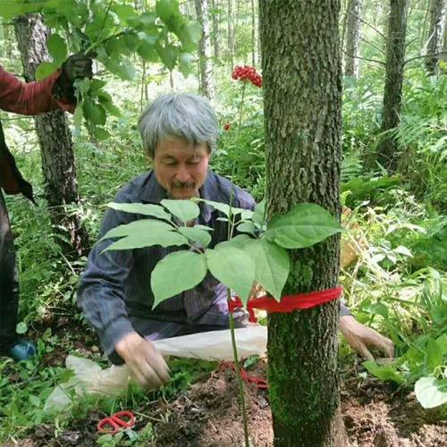 Wild ginseng for thousands of years 2