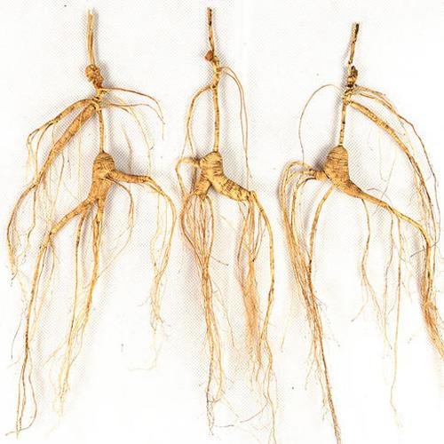 Wild ginseng for thousands of years 3