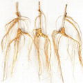 Wild ginseng for thousands of years