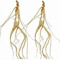 Wild ginseng for thousands of years 4