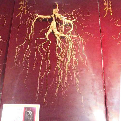 Wild ginseng for thousands of years