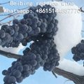 Ice Grape Wine 4