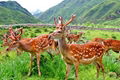 Antler antler of Sika Deer Changbai Mountain 