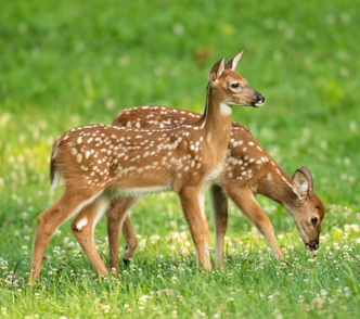 长白山梅花鹿鹿茸角 3