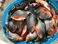  Frozen Red Pomfret 5