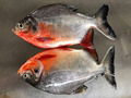  Frozen Red Pomfret