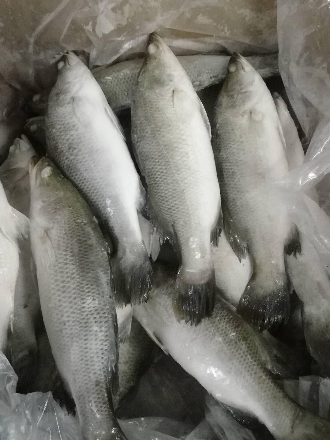 Frozen Barramundi Good Quanlity on Sale 3