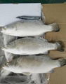 Frozen Barramundi Good Quanlity on Sale